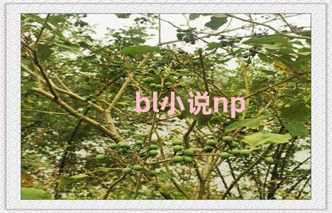 bl小说np