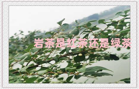 岩茶是红茶还是绿茶